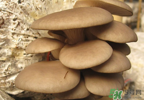 吃平菇會(huì)中毒嗎？平菇吃了會(huì)中毒嗎？