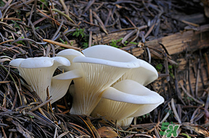 吃平菇會(huì)中毒嗎？平菇吃了會(huì)中毒嗎？