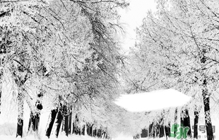 小雪喝什么茶？小雪茶品推薦