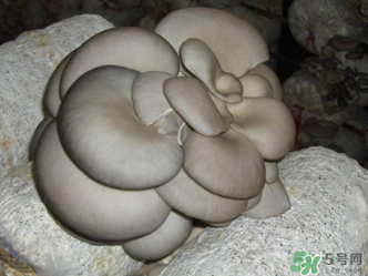 平菇是什么樣子？平菇是怎么長出來的？