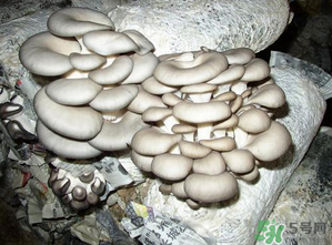 平菇是什么樣子？平菇是怎么長出來的？