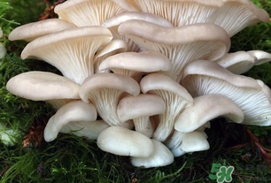 坐月子能吃平菇嗎？坐月子能不能吃平菇？