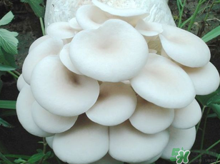 坐月子能吃平菇嗎？坐月子能不能吃平菇？