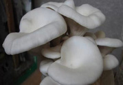 坐月子能吃平菇嗎？坐月子能不能吃平菇？