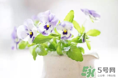 冬天陽(yáng)臺(tái)種什么植物好?冬天種什么植物好養(yǎng)活? 冬天陽(yáng)臺(tái)種什么植物好?冬天種什么植物好養(yǎng)活?