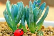 冬天陽(yáng)臺(tái)種什么植物好?冬天種什么植物好養(yǎng)活? 冬天陽(yáng)臺(tái)種什么植物好?冬天種什么植物好養(yǎng)活?