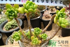 冬天陽(yáng)臺(tái)種什么植物好?冬天種什么植物好養(yǎng)活? 冬天陽(yáng)臺(tái)種什么植物好?冬天種什么植物好養(yǎng)活?