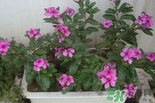 冬天陽(yáng)臺(tái)種什么植物好?冬天種什么植物好養(yǎng)活? 冬天陽(yáng)臺(tái)種什么植物好?冬天種什么植物好養(yǎng)活?