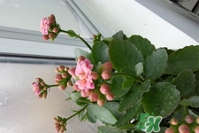 冬天陽(yáng)臺(tái)種什么植物好?冬天種什么植物好養(yǎng)活? 冬天陽(yáng)臺(tái)種什么植物好?冬天種什么植物好養(yǎng)活?