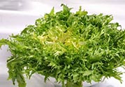苦菊可以減肥嗎？苦菊怎么吃可以減肥？