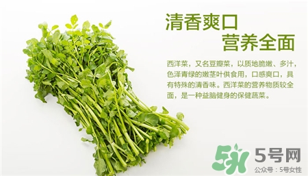 西洋菜的營養(yǎng)價(jià)值 西洋菜的功效與作用