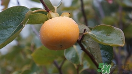 秋天吃柿子好嗎?秋天吃柿子有什么好處 秋天吃柿子好嗎?秋天吃柿子有什么好處