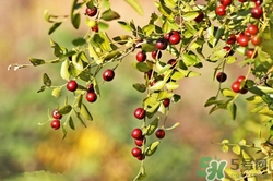 糖尿病能吃酸棗嗎?糖尿病吃酸棗好嗎 糖尿病能吃酸棗嗎?糖尿病吃酸棗好嗎