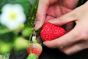 冬天有草莓嗎？冬天的草莓能吃嗎？