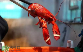 冬天有小龍蝦嗎？冬天吃小龍蝦好嗎？
