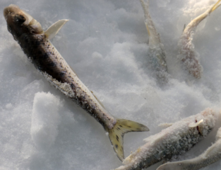 冬天怎么釣魚？冬天怎么釣鯽魚？