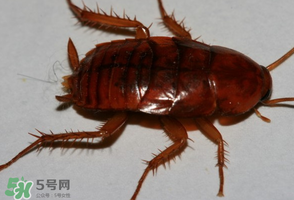 冬天有蟑螂嗎？蟑螂冬天還有嗎？
