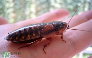 冬天有蟑螂嗎？蟑螂冬天還有嗎？