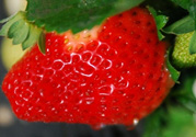 孕婦冬天能吃草莓嗎？孕婦冬天吃草莓好嗎？