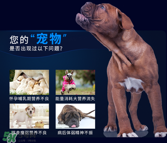 狗狗營養(yǎng)膏一天吃幾次？狗狗營養(yǎng)膏一天喂多少？