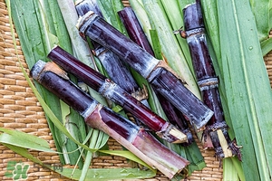 甘蔗皮有什么藥用功效？甘蔗皮的功效與作用