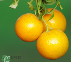 新鮮的桔子怎么保存？新鮮桔子儲(chǔ)存方法