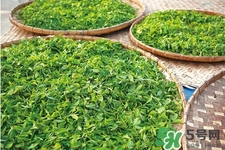 口含茶葉能治口臭嗎？口含茶葉有什么作用？