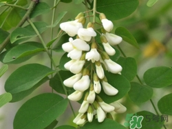 洋槐花可以吃嗎?吃洋槐花有什么好處 洋槐花可以吃嗎?吃洋槐花有什么好處