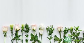 洋槐花可以吃嗎?吃洋槐花有什么好處 洋槐花可以吃嗎?吃洋槐花有什么好處