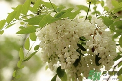 洋槐花可以吃嗎?吃洋槐花有什么好處 洋槐花可以吃嗎?吃洋槐花有什么好處