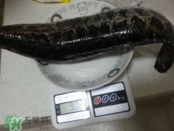 一斤魚可以做多少魚丸？一斤魚可以做幾個魚丸？