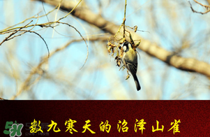 2017年三九四九是什么時候？2017年四九是哪天？