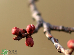 六九是幾號？2017年六九是哪天？