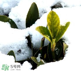 小寒是幾九？2017年小寒是幾九？