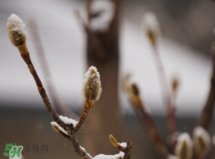 七九是哪一天？2017年七九是哪天？