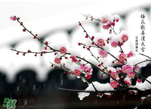梅花可以放臥室嗎？梅花放在臥室風(fēng)水好嗎？