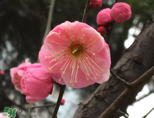 梅花可以放臥室嗎？梅花放在臥室風(fēng)水好嗎？