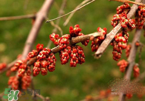 高血脂泡腳用什么藥好？高血脂用什么藥泡腳？