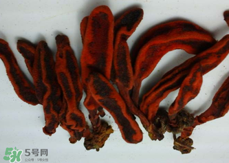 回春草有什么功效？回春草的功效與作用 