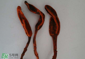 回春草有什么功效？回春草的功效與作用 