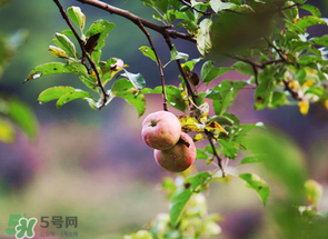野蘋果可以泡酒嗎？野蘋果泡酒有什么功效？