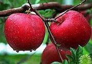 野蘋(píng)果可以泡酒嗎？野蘋(píng)果泡酒有什么功效？