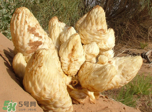 鎖陽(yáng)和肉蓯蓉一起泡酒可以嗎？肉蓯蓉和鎖陽(yáng)的區(qū)別