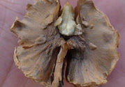 核桃分心木能泡幾次水？核桃分心木一次泡多少？