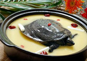 有乙肝可以吃甲魚(yú)嗎？乙肝患者禁吃甲魚(yú)