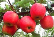 阿克蘇蘋(píng)果脆嗎？阿克蘇蘋(píng)果是粉蘋(píng)果還是脆蘋(píng)果？