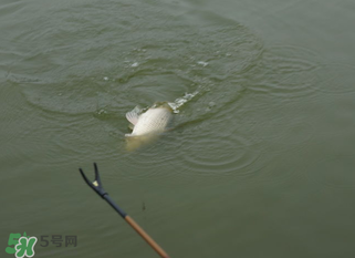立春能釣魚嗎？立春好釣魚嗎？