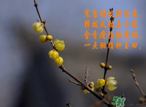臘月有什么時(shí)候好日子？臘月有幾個(gè)黃道吉日？