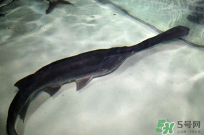 鴨嘴魚(yú)多少錢(qián)一斤？野生鴨嘴魚(yú)多少錢(qián)一斤？