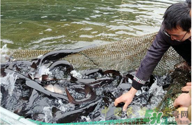 鴨嘴魚(yú)多少錢(qián)一斤？野生鴨嘴魚(yú)多少錢(qián)一斤？